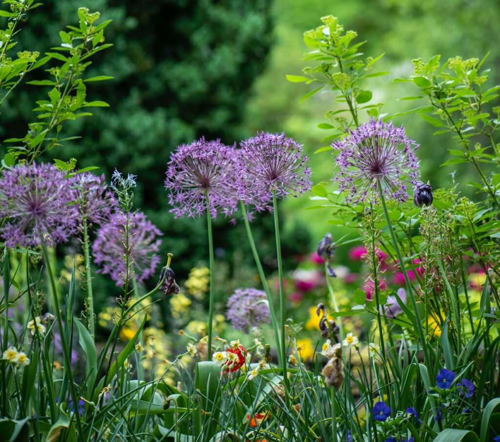 Alliums in a garden setting